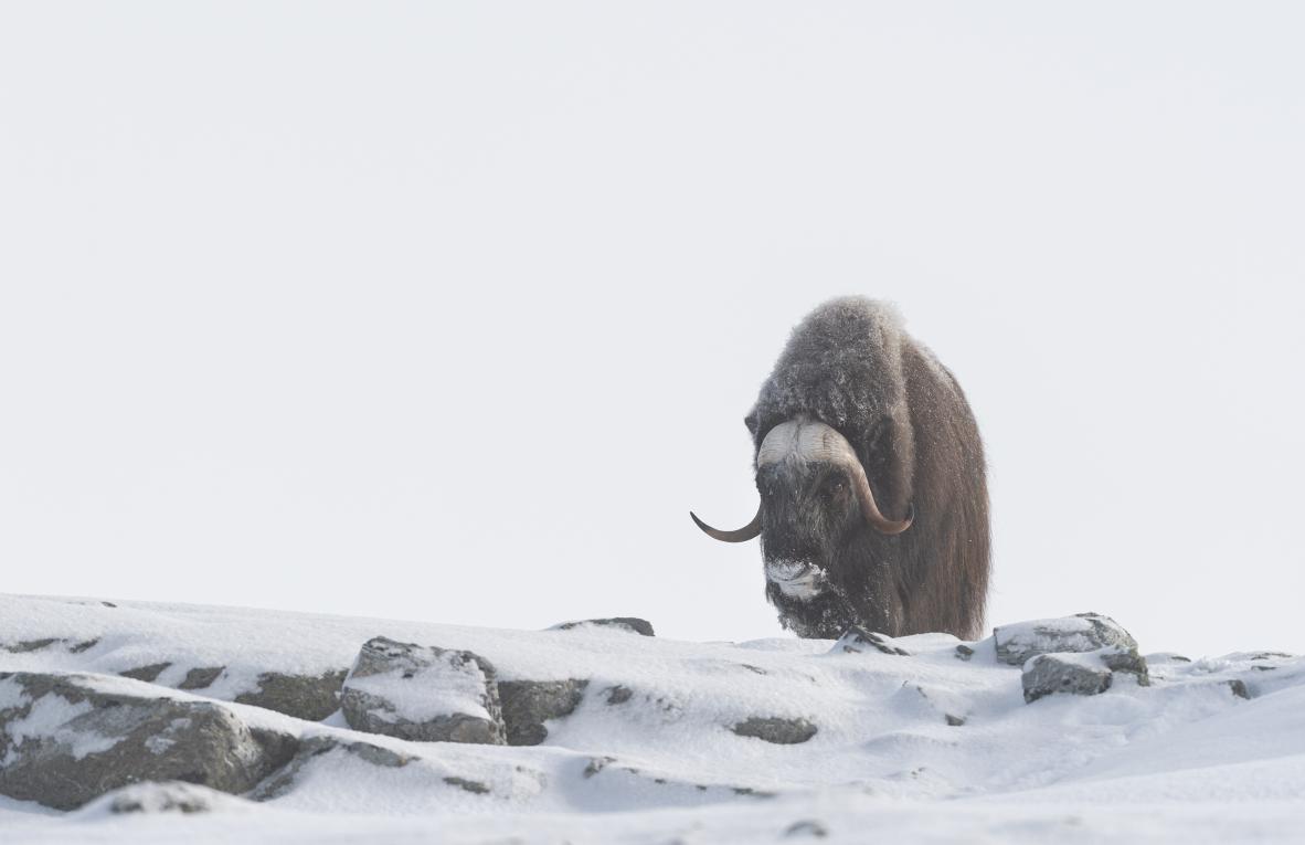 Ewa Przezdziecka, Ewa Przeździecka, Wildlife Photography