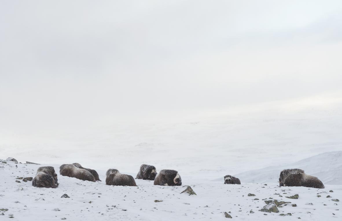 Ewa Przezdziecka, Ewa Przeździecka, Wildlife Photography