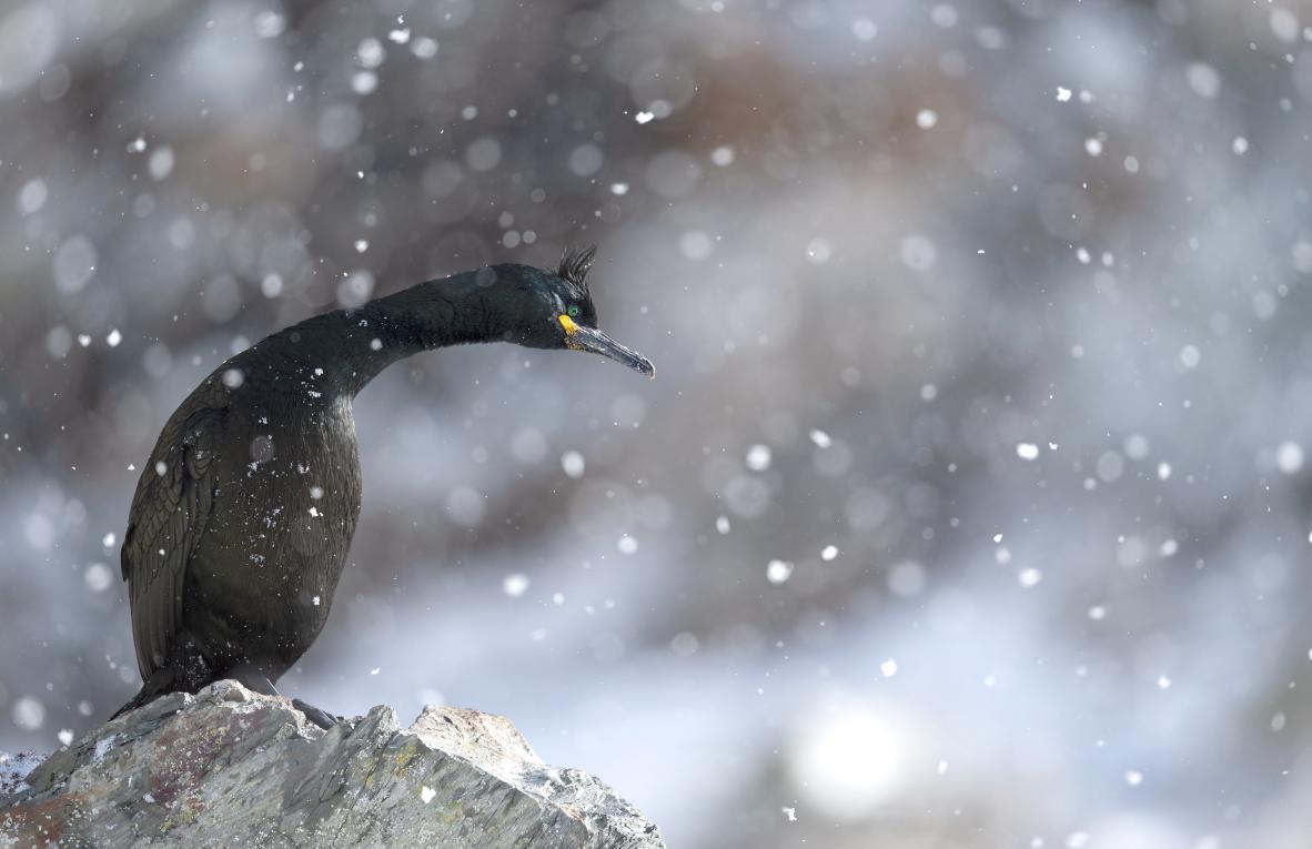 Ewa Przezdziecka, Ewa Przeździecka, Wildlife Photography