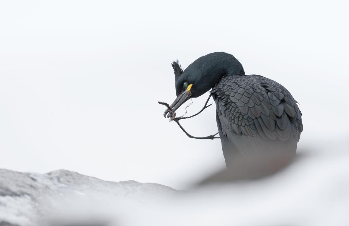 Ewa Przezdziecka, Ewa Przeździecka, Wildlife Photography