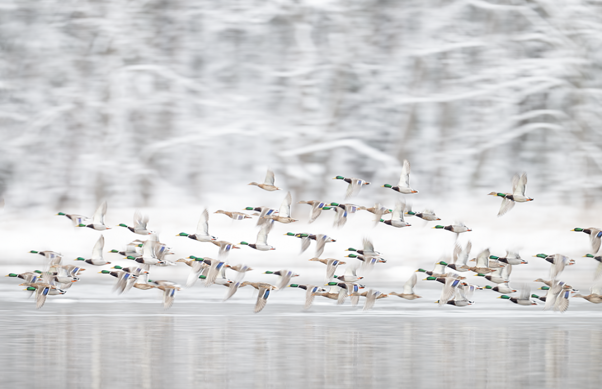 Ewa Przezdziecka, Ewa Przeździecka, Wildlife Photography