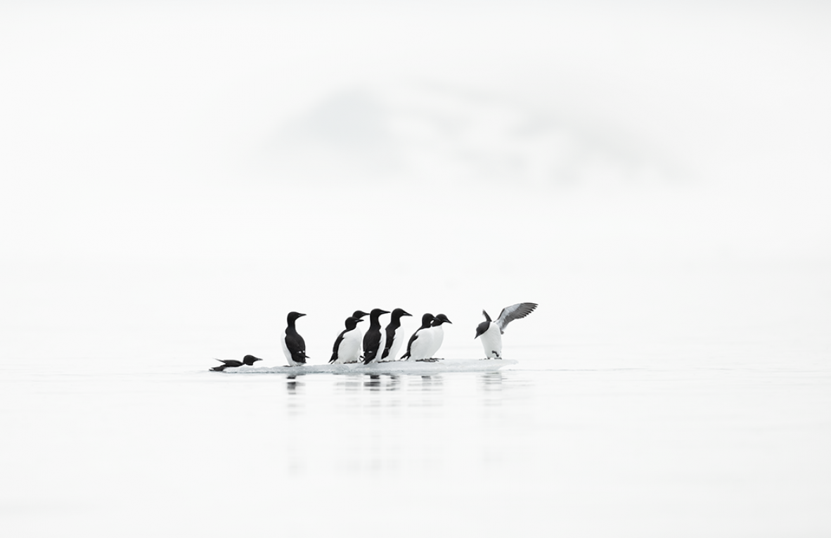 Ewa Przezdziecka, Ewa Przeździecka, Wildlife Photography