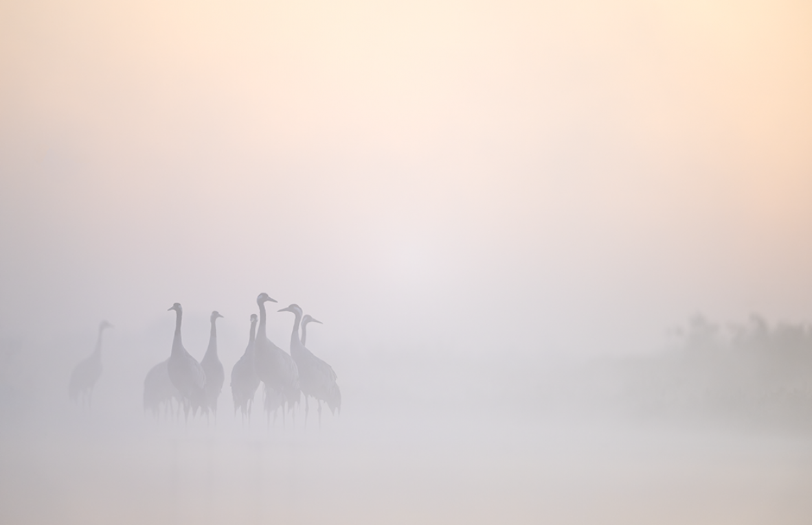 Ewa Przezdziecka, Ewa Przeździecka, Wildlife Photography