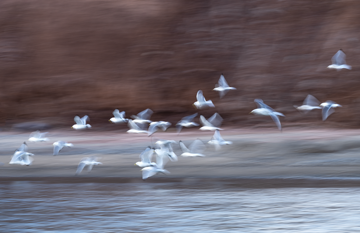 Ewa Przezdziecka, Ewa Przeździecka, Wildlife Photography