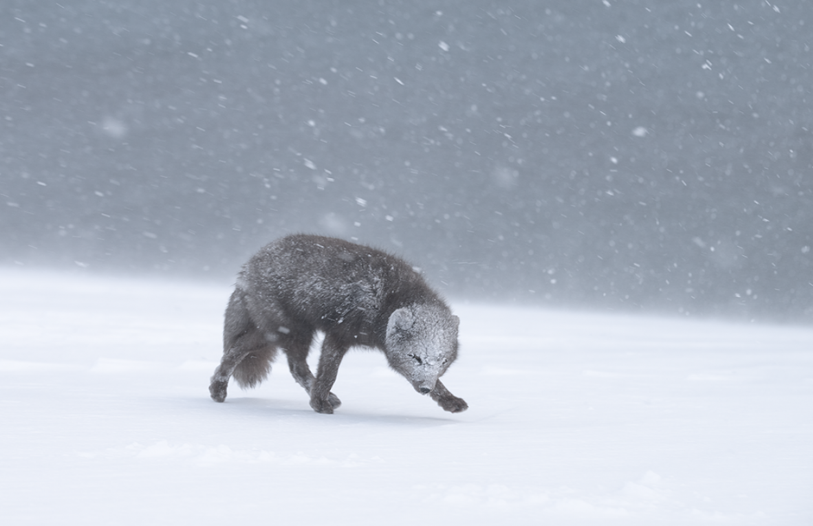 Ewa Przezdziecka, Ewa Przeździecka, Wildlife Photography