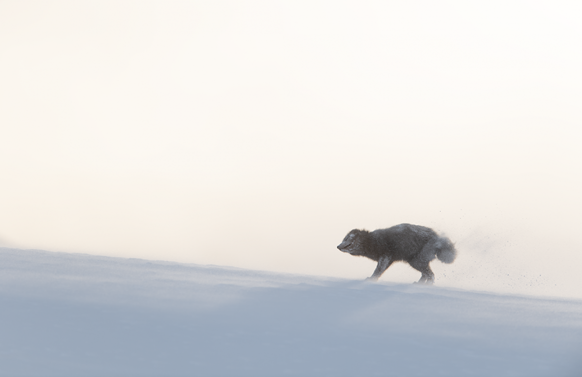 Ewa Przezdziecka, Ewa Przeździecka, Wildlife Photography