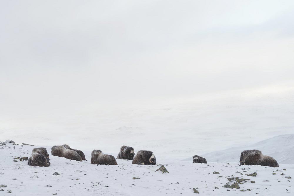 Ewa Przeździecka, fotografia przyrody, wildlife photography