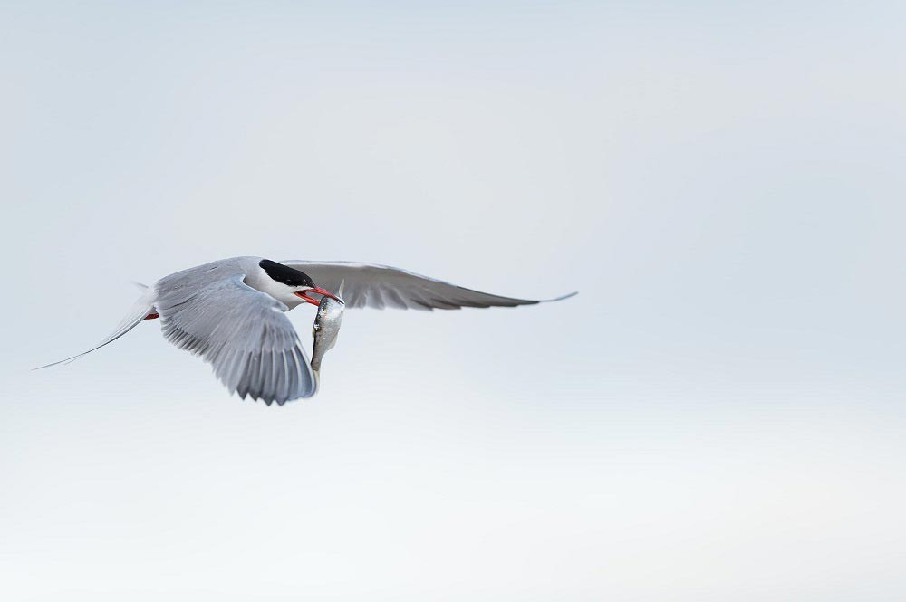 Ewa Przeździecka, fotografia przyrody, wildlife photography