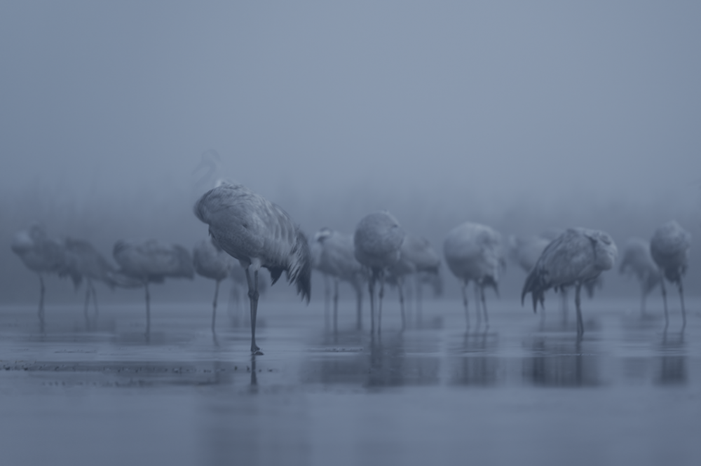 Ewa Przezdziecka, Ewa Przeździecka, Wildlife Photography