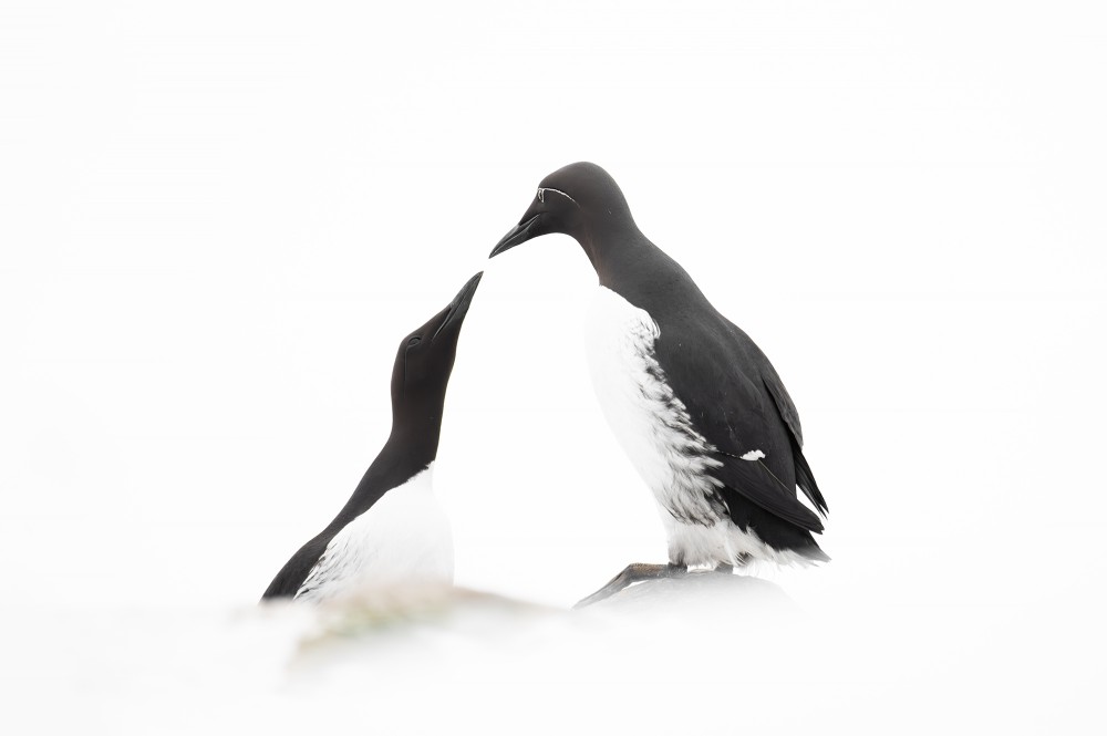 Ewa Przezdziecka, Ewa Przeździecka, Wildlife Photography