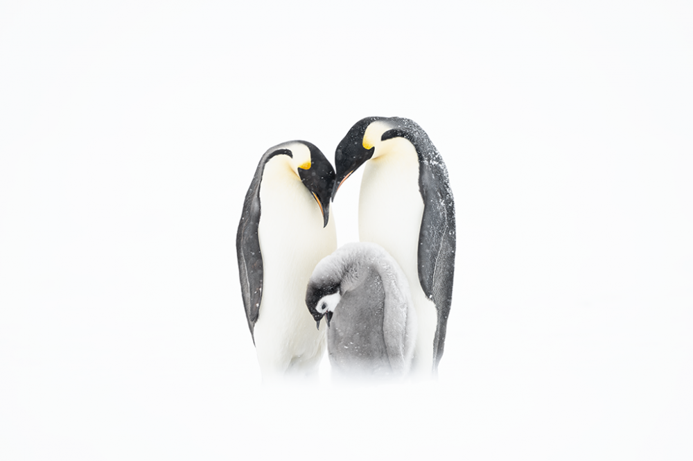 Ewa Przezdziecka, Ewa Przeździecka, Wildlife Photography