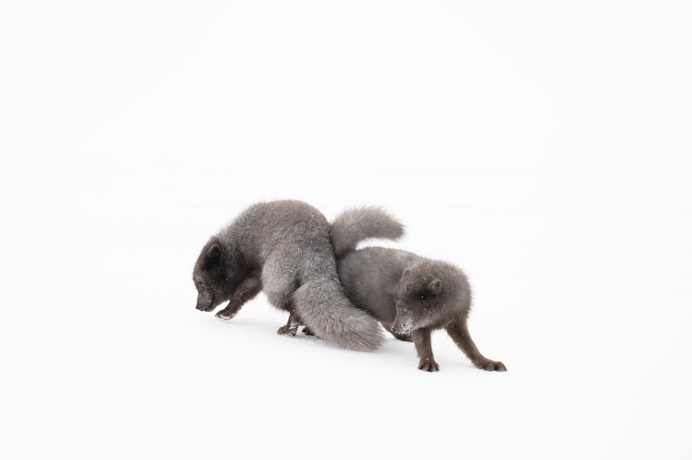 Ewa Przeździecka, Ewa Przezdziecka photography, wildlife photographer, photography