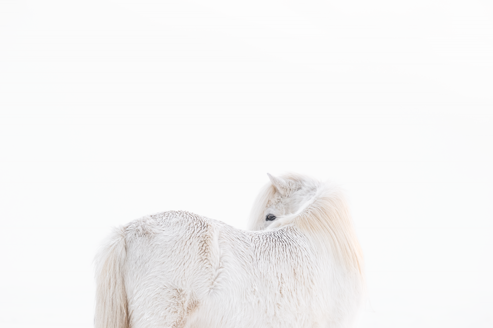 Ewa Przeździecka, Ewa Przezdziecka photography, wildlife photographer, photography