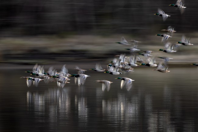 Ewa Przeździecka, Ewa Przezdziecka photography, wildlife photographer, photography