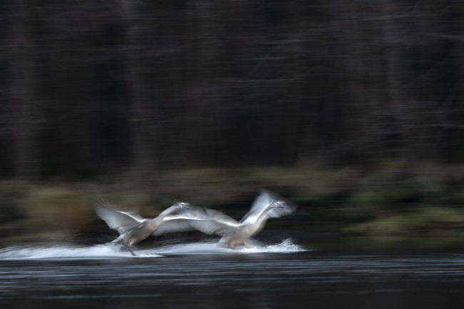 Ewa Przeździecka, Ewa Przezdziecka photography, wildlife photographer, photography