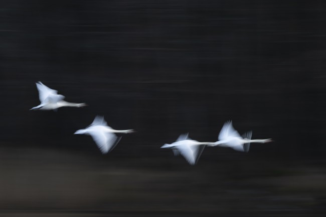 Ewa Przeździecka, Ewa Przezdziecka photography, wildlife photographer, photography