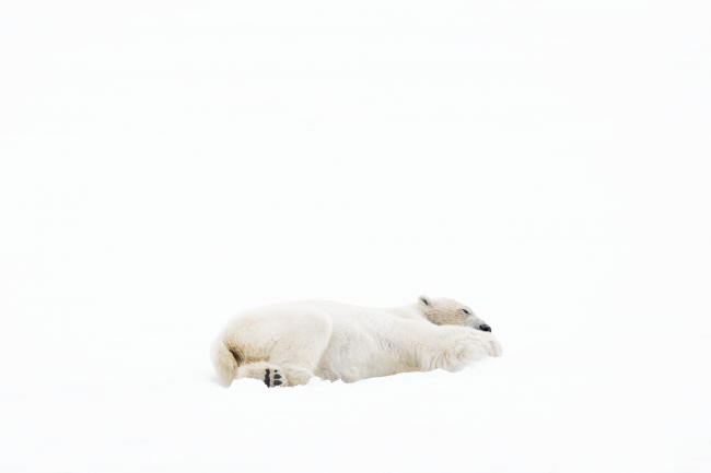 Ewa Przeździecka, Ewa Przezdziecka photography, wildlife photographer, photography